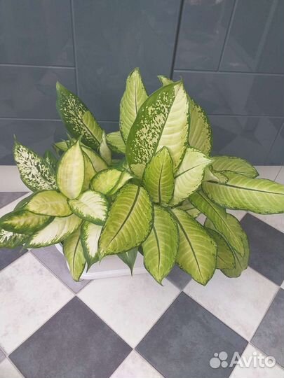 Диффенбахии