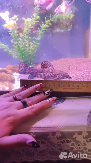 Сом таракатум большой