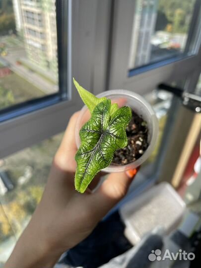 Алоказия жаклин