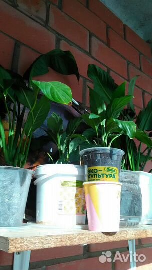 Комнатные цветы отростки укорененные