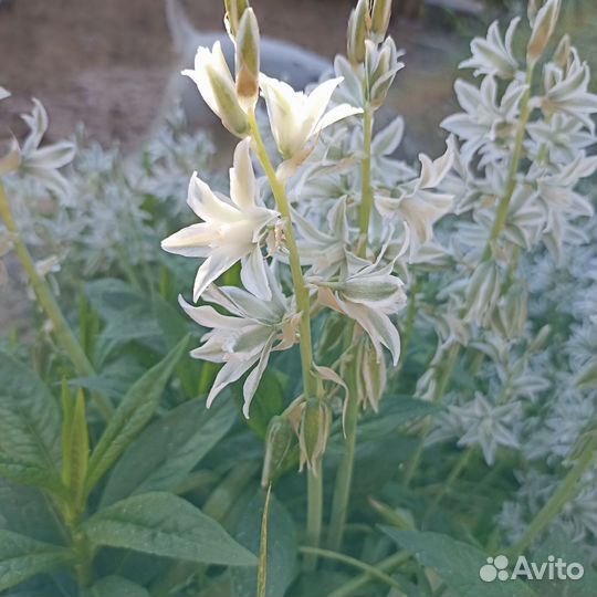 Птицемлечник буше, декоративные луки