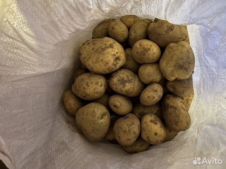 Отборный картофель