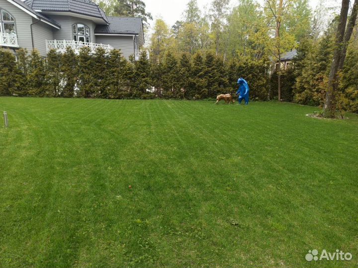 Рулонный газон