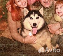 Хаски Женихи для вязки + Щенки на продажу