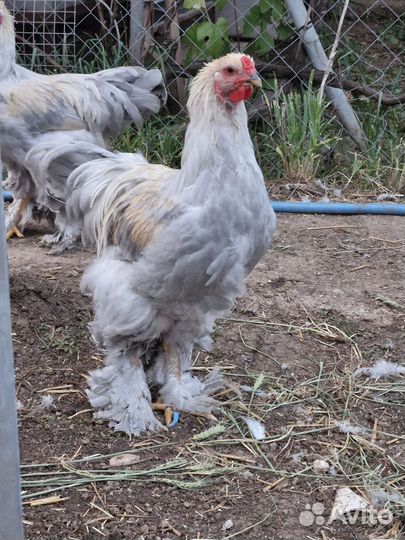 Петух Брама изабелла