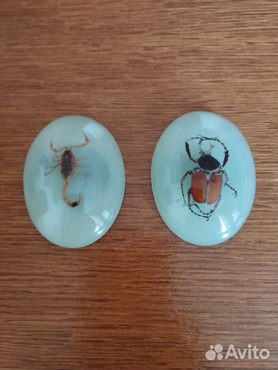 Насекомые в эпоксидной смоле магниты