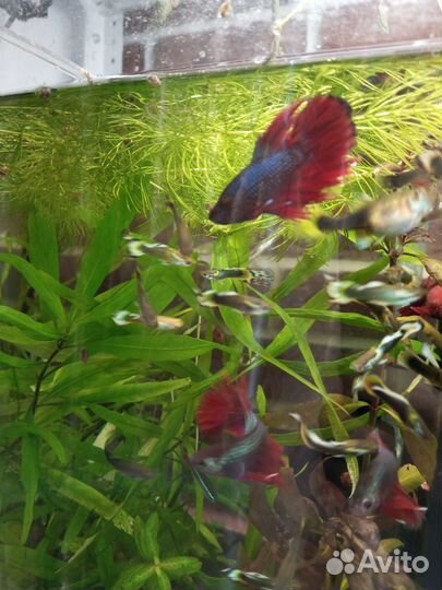 Аквариумные рыбки аквариумы Петушки гуппи