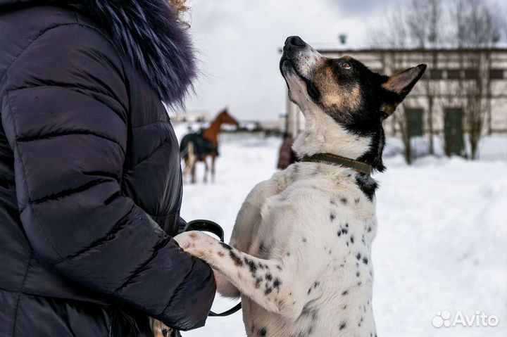 Собака в добрые руки