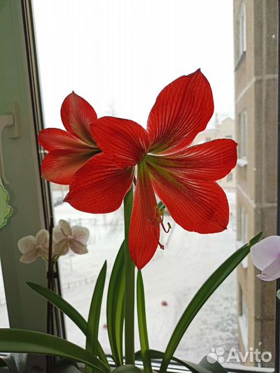 Гиппиаструм