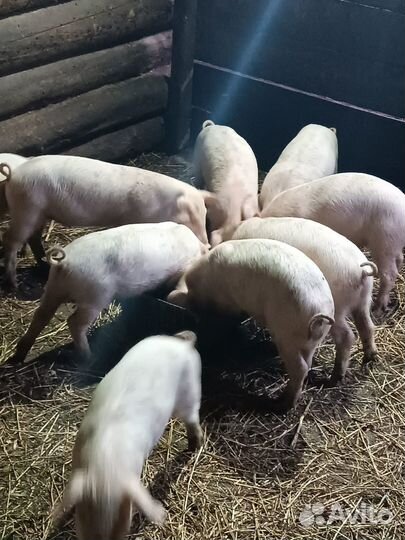 Поросята ландрас