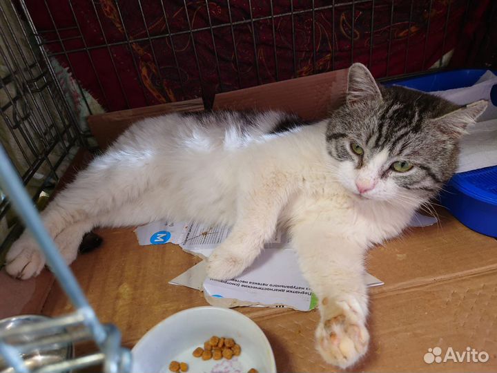 Мощный котик