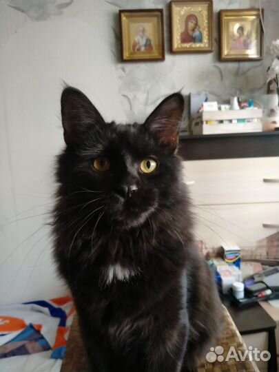 Помесь Мейн-куна котята готовы к переезду