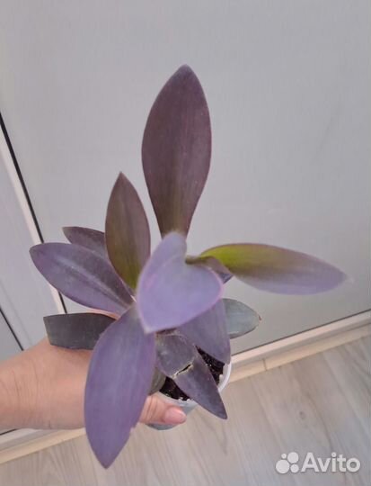 Комнатные растения цветы