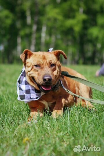 Приходи за другом приют Некрасовка