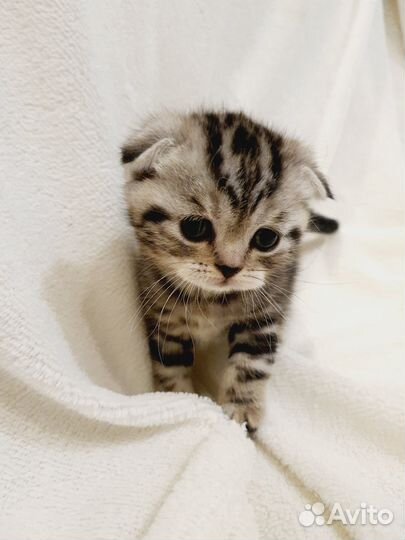 Шотландские котята