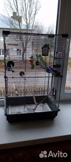 Волнистый попугай с клеткой