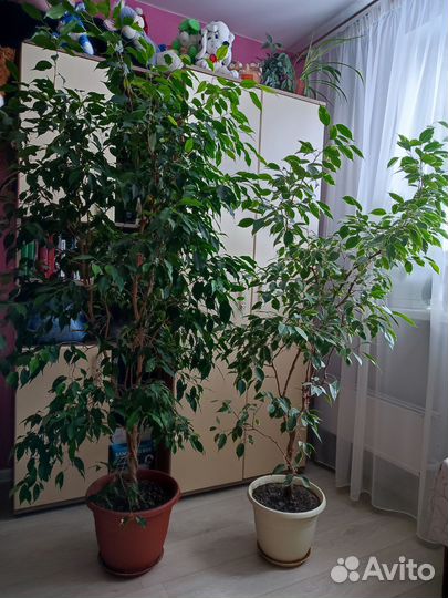 Фикус бенджамина большой