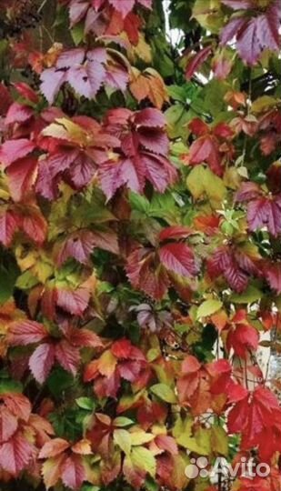 Девичий(дикий) виноград