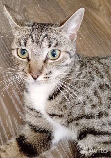 Игривая кошка в хорошие руки.Бесплатно