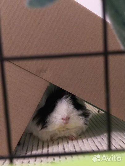 Морские свинки