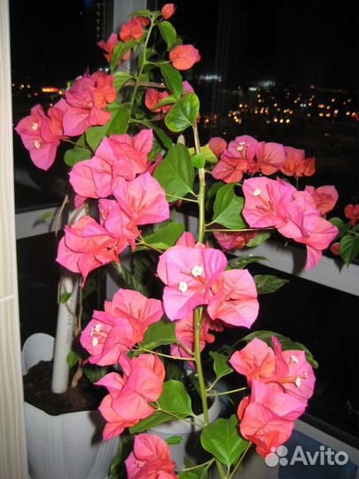 Бугенвиллия