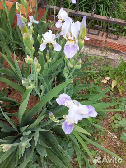 Ирисы