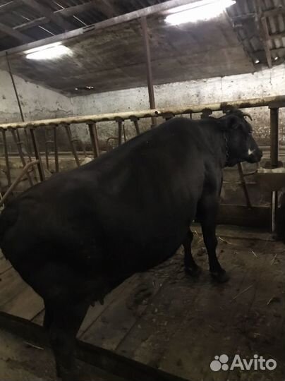 Коровы,тёлки,бычки