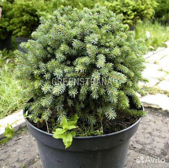 Саженцы Ель обыкновенная Echiniformis