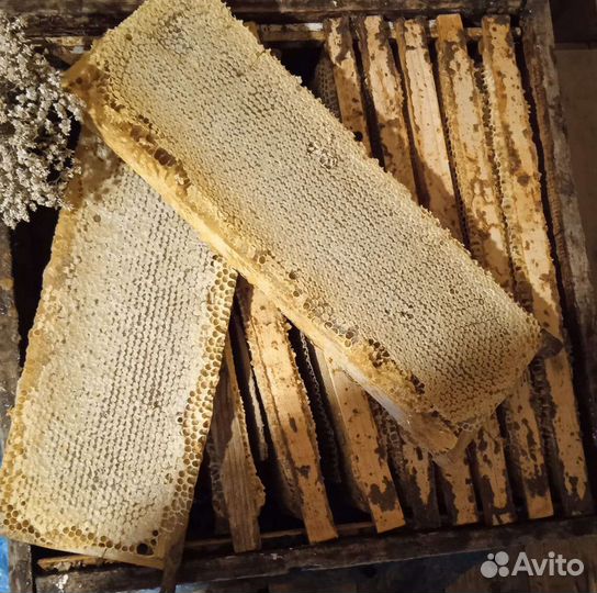 Рамка меда в сотах