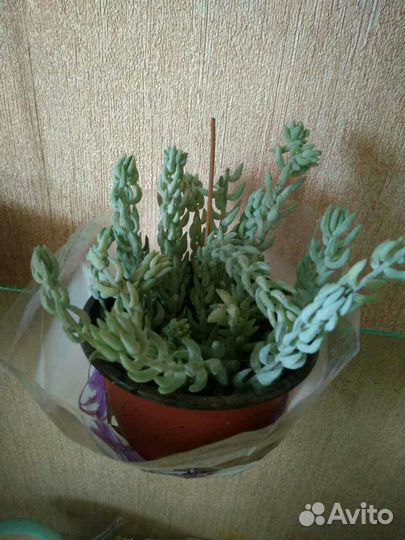 Очиток Моргана