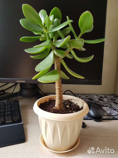 Крассула толстянка (денежное дерево)