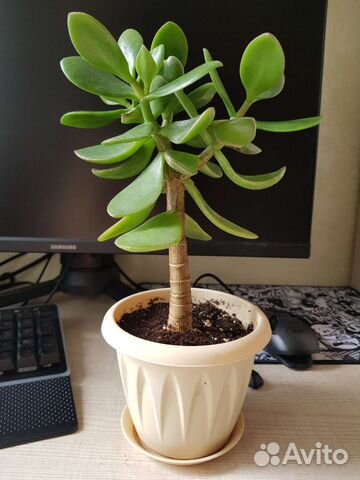 Крассула толстянка (денежное дерево)