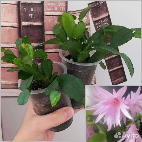 Цветы домашние разные