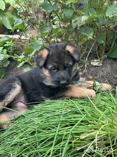 Красивые щенки