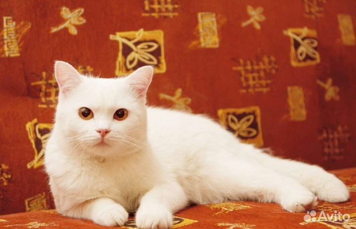 Белая кошечка Стерилизованная