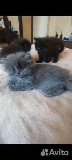 Британская