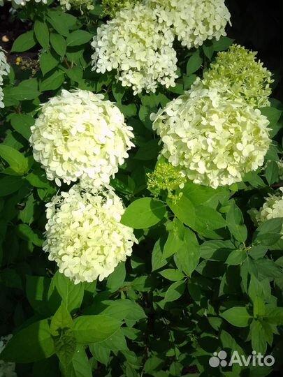 Растения для сада гортензия