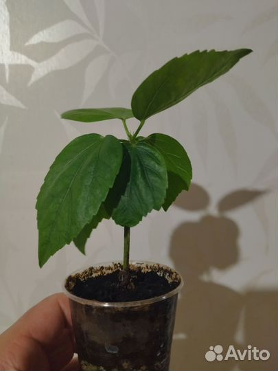 Гибискус цветы комнатные сортовые