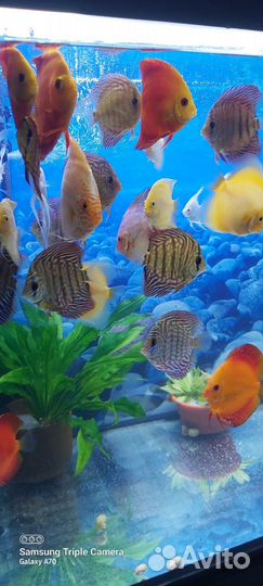 Аквариумные рыбки дискусы