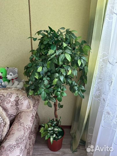 Комнатные цветы