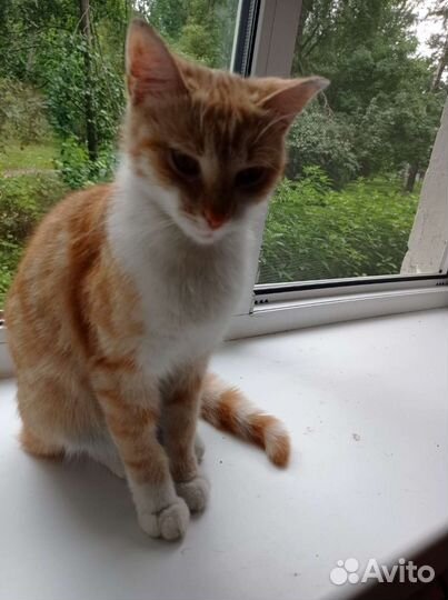 Кошки в добрые руки бесплатно