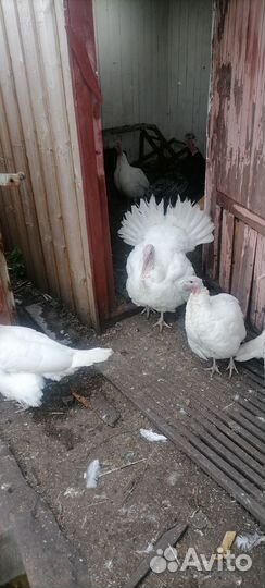 Продам тушки индюков Заказывать заранее