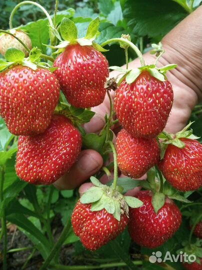 Рассада клубники Гигантелла