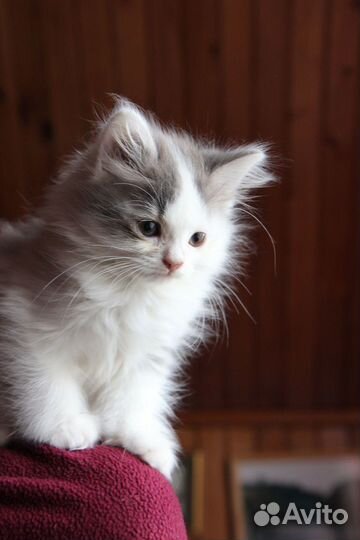 Пушистый котенок девочка Баунти