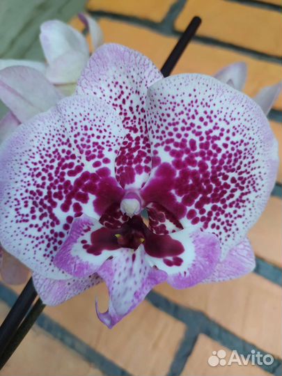 Орхидея фаленопсис биг лип