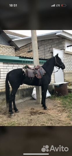 Карачаевский жеребец