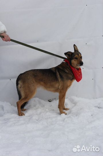 Собака из приюта ищет дом