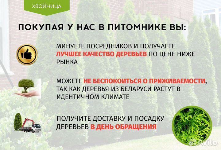 Туи Смарагд 1,4-1,6 м