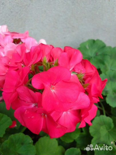 Пеларгония герань