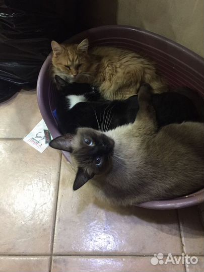 Передержка животных